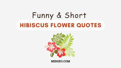 70 Funny & Short Hibiscus Flower Quotes to Inspire Your Instagram Feed 2 funny short hibiscus flower quotes