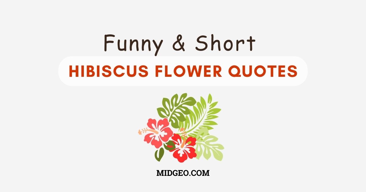 70 Funny & Short Hibiscus Flower Quotes to Inspire Your Instagram Feed 1 funny short hibiscus flower quotes