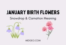 January Birth Flowers Snowdrop & Carnation Meaning