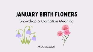 January Birth Flowers: Snowdrop & Carnation Meaning 15 January Birth Flowers Snowdrop & Carnation Meaning