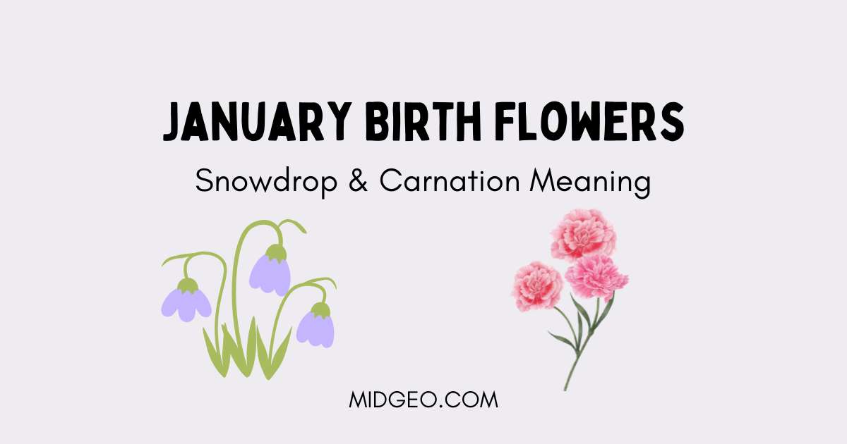 January Birth Flowers: Snowdrop & Carnation Meaning 1 January Birth Flowers Snowdrop & Carnation Meaning