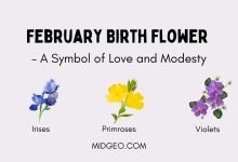february birth flower a symbol of love and modesty