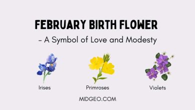February Birth Flower – A Symbol of Love and Modesty 12 february birth flower a symbol of love and modesty