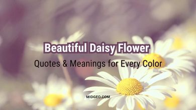 50 Beautiful Daisy Flower Quotes & Meanings for Every Color 5 50 Beautiful Daisy Flower Quotes & Meanings for Every Color