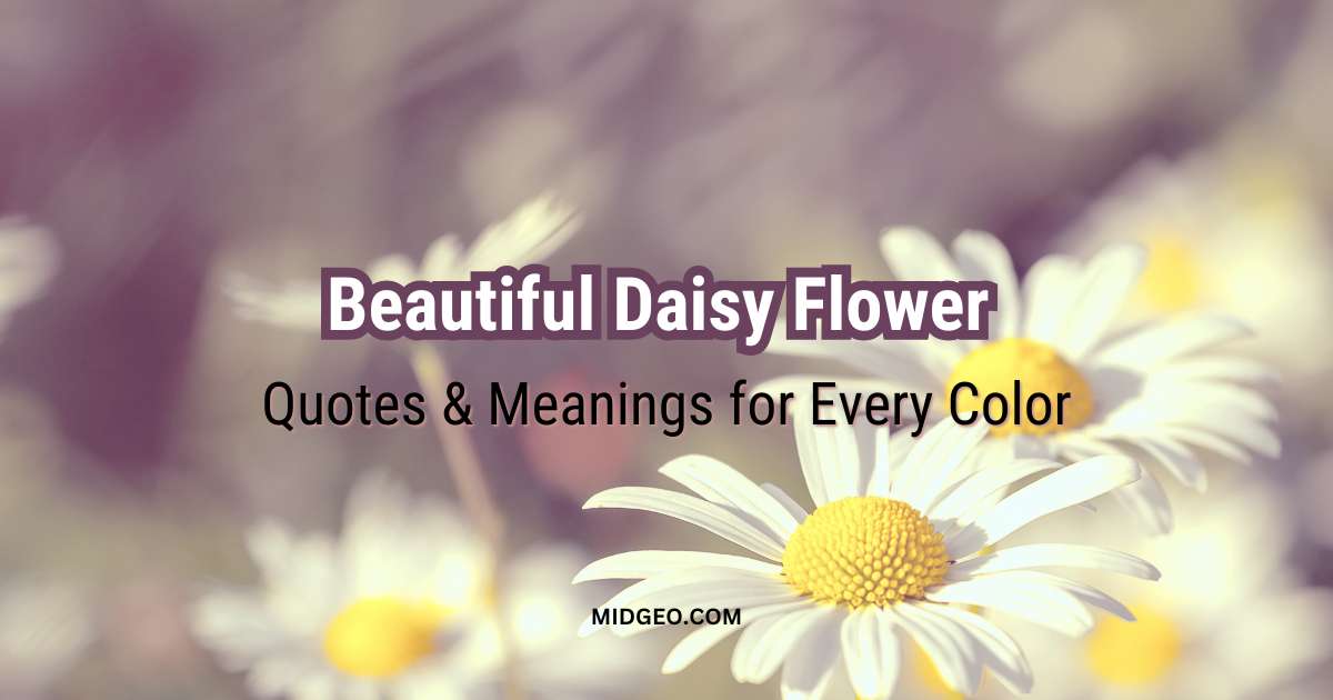 50 Beautiful Daisy Flower Quotes & Meanings for Every Color 1 50 Beautiful Daisy Flower Quotes & Meanings for Every Color