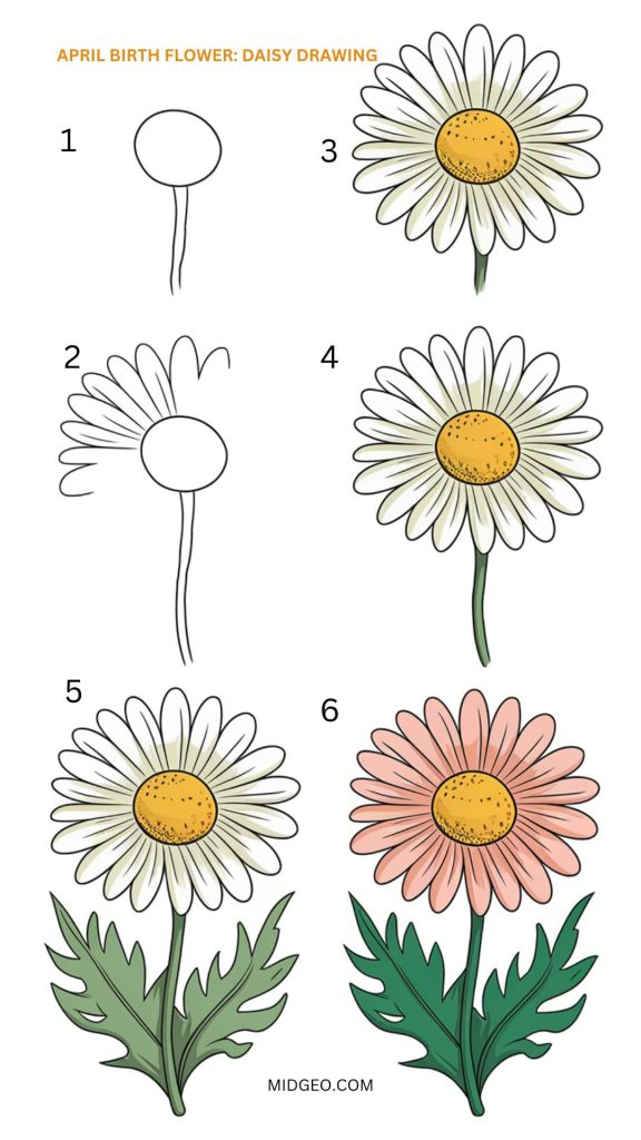 April Birth Flower: Meaning, Symbolism & Beautiful Bouquets 3 april birth flower drawing