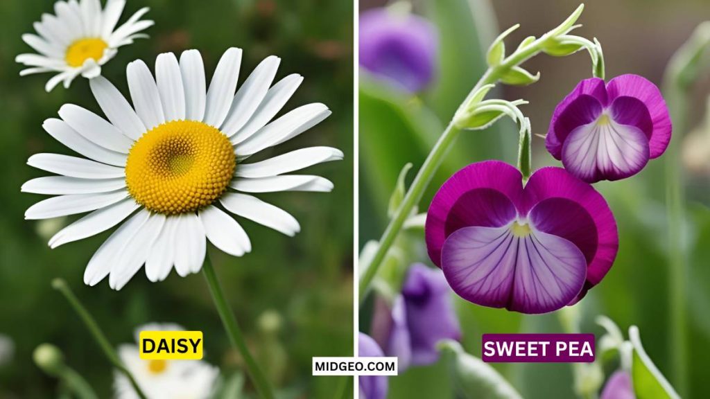 April Birth Flower: Meaning, Symbolism & Beautiful Bouquets 2 what is april birth flower